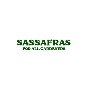 sassafras